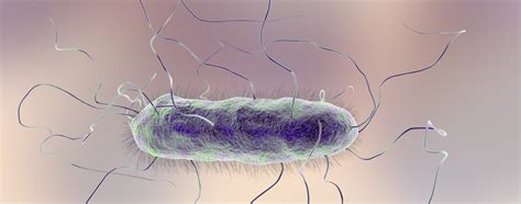 proteus mirabilis|Proteus mirabilis Infections .